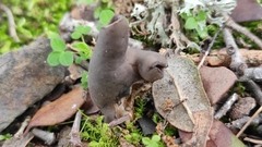 Helvella lacunosa