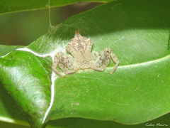 Epicadus trituberculatus