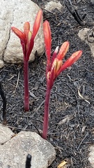 Cyrtanthus ventricosus