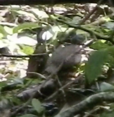 Ortalis cinereiceps
