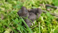 Helvella lacunosa