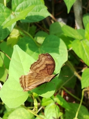 Junonia iphita iphita