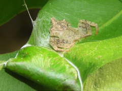 Epicadus trituberculatus