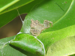 Epicadus trituberculatus