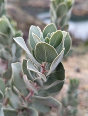 Arctostaphylos malloryi