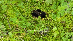 Dissingia leucomelaena