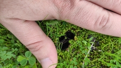 Dissingia leucomelaena