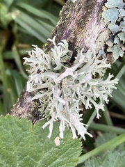 Evernia prunastri