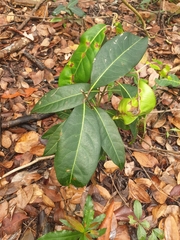 Rhodomyrtus psidioides