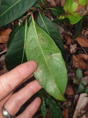 Rhodomyrtus psidioides