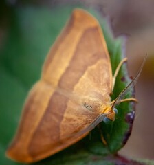 Watsonalla cultraria