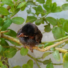 Pycnonotus cafer