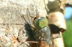 Tabanus tergestinus