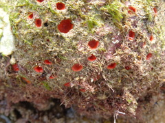 Cinachyrella