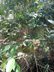 Moquiniastrum polymorphum