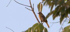 Icterus cucullatus
