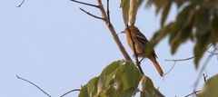 Icterus cucullatus