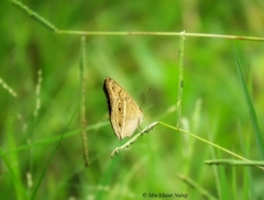 Junonia almana almana