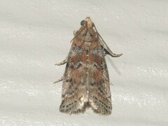 Sciota rubrisparsella