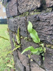 Asplenium scolopendrium scolopendrium