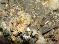 Nesticidae