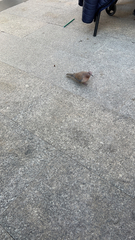 Streptopelia senegalensis