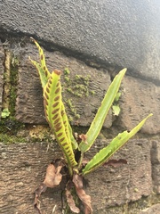 Asplenium scolopendrium scolopendrium