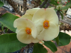 Euphorbia milii