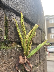 Asplenium scolopendrium scolopendrium
