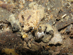 Nesticidae