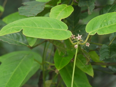 Vincetoxicum dalzellii