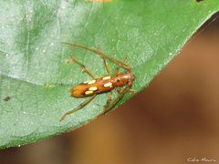 Eburodacrys campestris
