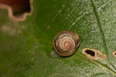 Coneuplecta calculosa