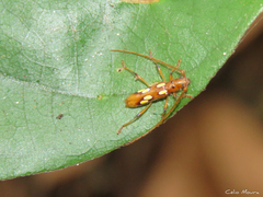 Eburodacrys campestris