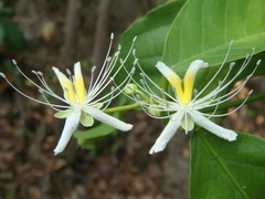 Capparis micracantha