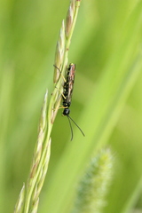 Cephidae
