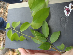 Capparis micracantha