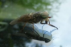 Tabanus bromius