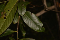 Cryptocarya glaucescens