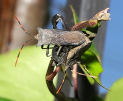 Elasmopoda