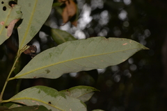 Cryptocarya glaucescens