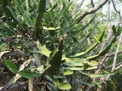 Euphorbia antiquorum