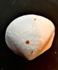 Laevicardium mortoni