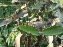 Euphorbia antiquorum