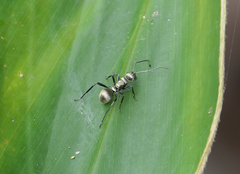 Polyrhachis cupreata