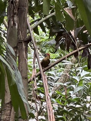 Picus vittatus