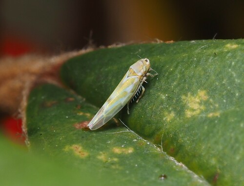 Frutioidia bisignata