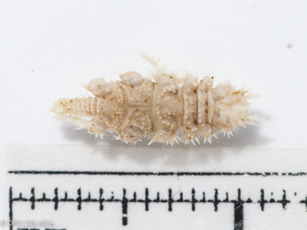 Caecognathia