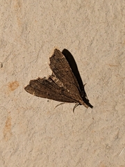 Diplopseustis perieresalis