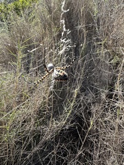 Argiope trifasciata